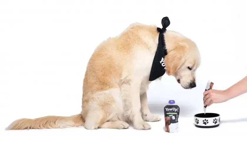 Złoty retriever w bandanie zastanawia się, czy pies może jeść jogurt naturalny. Obok leży opakowanie jogurtu.