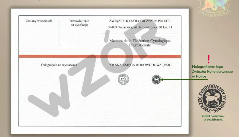 Rodowód psa ze Związku Kynologicznego w Polsce. Zkwp co to? To dokument potwierdzający pochodzenie psa, wydawany przez polski związek kynologiczny.