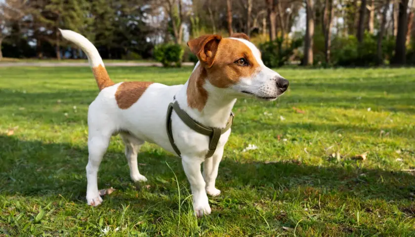 Wesoły jack russel terrier w zielonej obroży stoi na trawie w parku, gotowy do zabawy.