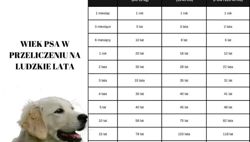 Tabela przelicza wiek psa na ludzkie lata, pokazując, jak szybko starzeją się psy.