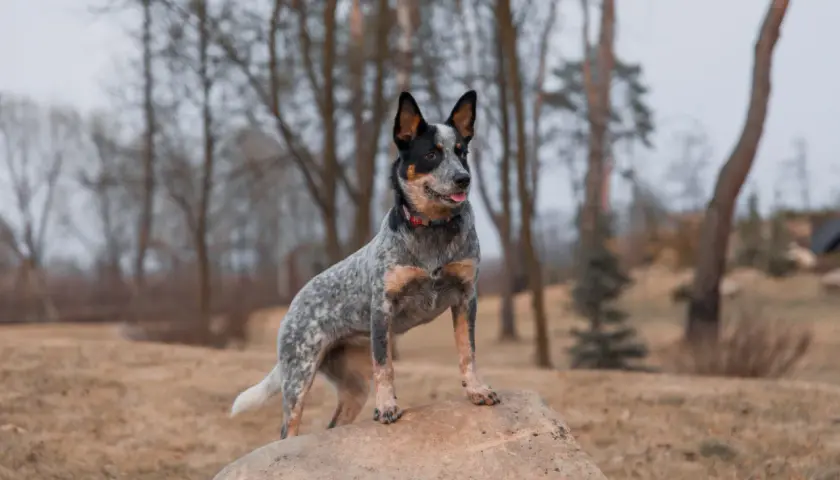 Sroczy australian cattle dog z językiem na wierzchu stoi na kamieniu w lesie.