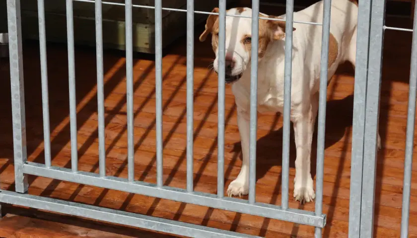 Biały labrador z brązowymi łatami stoi w kojcu, patrząc przez metalowe pręty.