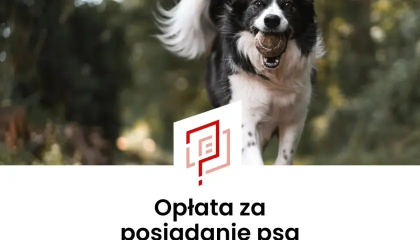 Radosny piesek z piłeczką w pysku. Czy opłata za psa w bloku jest wysoka?