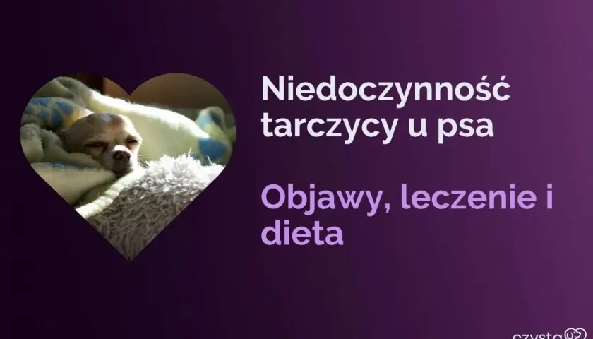 Mały piesek odpoczywa, podczas gdy tekst informuje o niedoczynności tarczycy u psa, objawach, leczeniu i diecie.