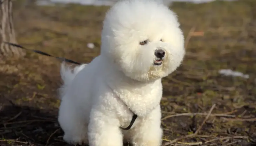 Puszysty bichon frise siedzi na trawie, z puszystą głową i ciekawskim spojrzeniem.
