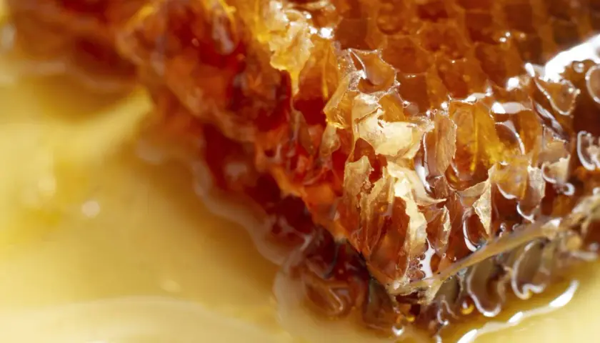 Plaster miodu, złocisty i lepki, budzi pytanie: czy pies może jeść miód?