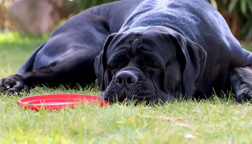 Czarny cane corso z opuszczonymi uszami odpoczywa na trawie obok czerwonej miski.