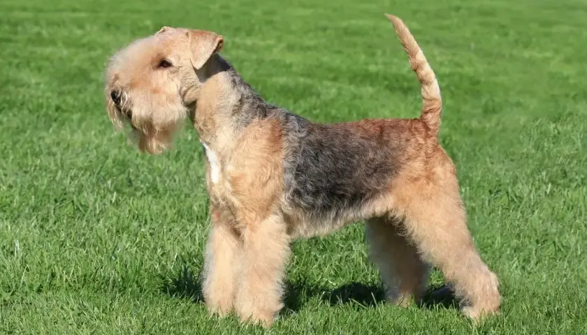 Elegancki lakeland terrier z charakterystyczną brodą i krzaczastymi brwiami stoi na zielonej trawie.