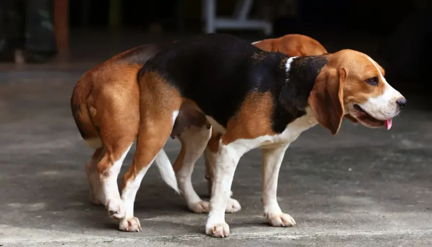 Dwa psy rasy beagle, jeden z nich to suczka, stoją blisko siebie.