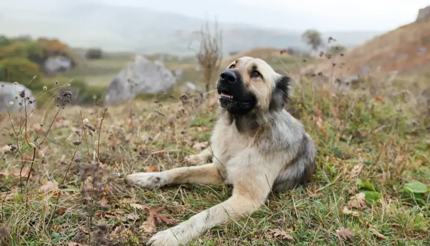Potężny kangal turecki leży na trawie, obserwując krajobraz.