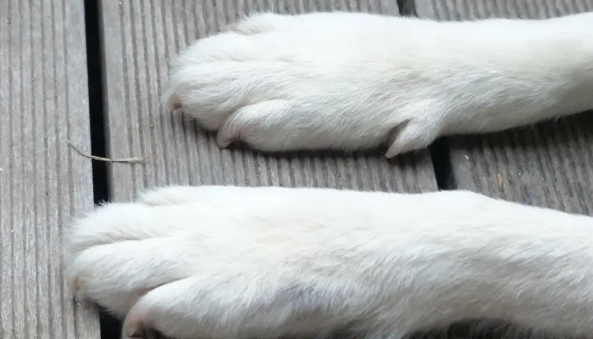 Dwa białe psie łapy na drewnianym tarasie. Zastanawiasz się, ile palców ma pies? Zwykle cztery na każdej łapie, ale czasem więcej!