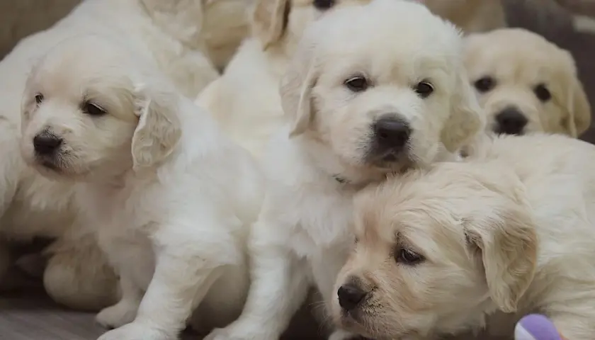 Słodkie szczenięta golden retriever, przyszłość polskiego porozumienia kynologicznego, wtulone w siebie.