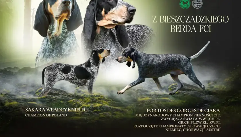 Gończy gaskoński w całej okazałości. Dwa psy tej rasy, jeden z nich to Sakara Władcy Kniel FCI, Champion of Poland.