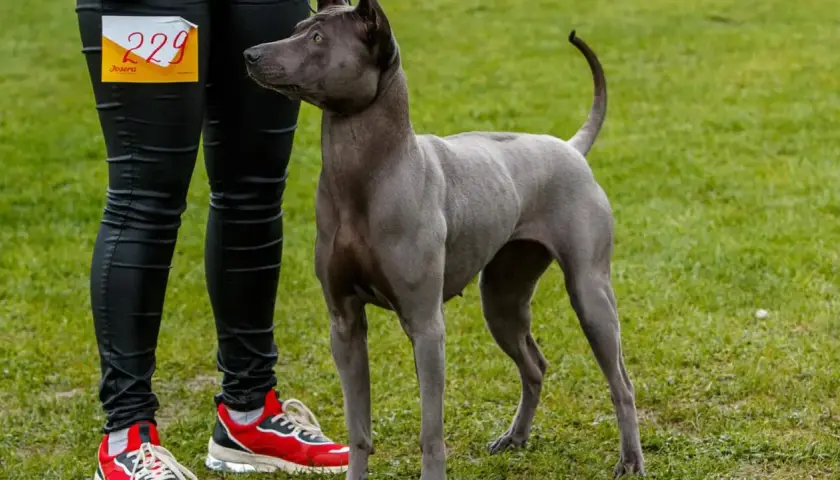 Szary pies rasy tajski ridgeback z numerem 229 czeka na ocenę. Czy to pies zgodny ze wzorcem FCI?