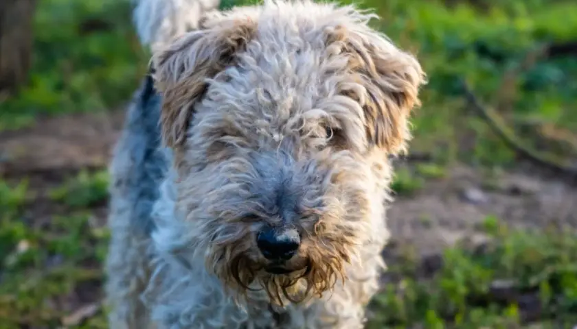Uroczy fox terrier krótkowłosy z kudłatą sierścią, z nosem lekko ubrudzonym ziemią, stoi na trawie.