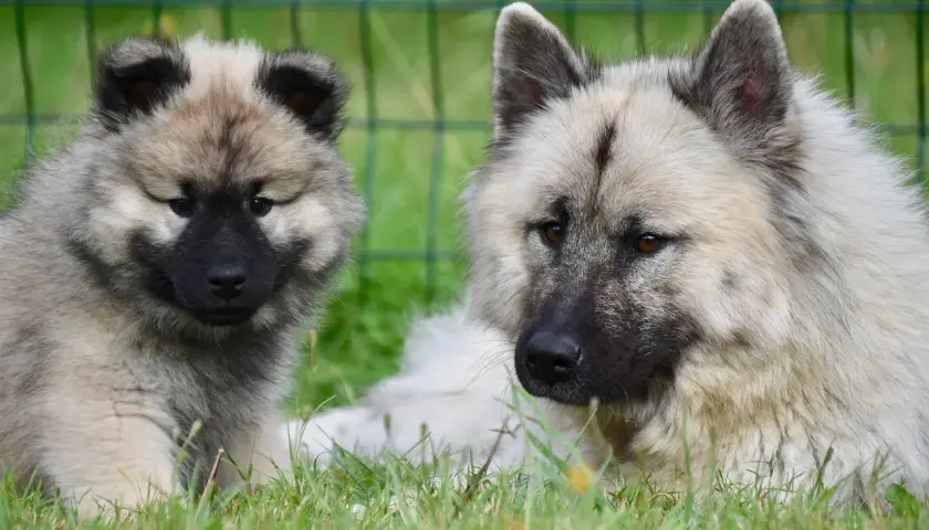 Dwa psy rasy Keeshond, dorosły i szczenię, leżą na trawie. To inspiracja, jak otworzyć hodowlę psów.