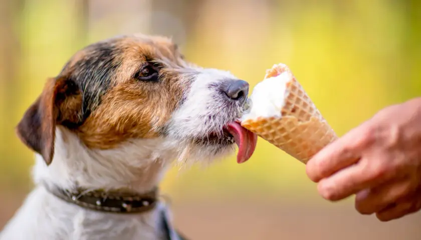 Czy pies może jeść lody? Ten uroczy piesek z pewnością cieszy się lodami w wafelku, oblizując je z apetytem.