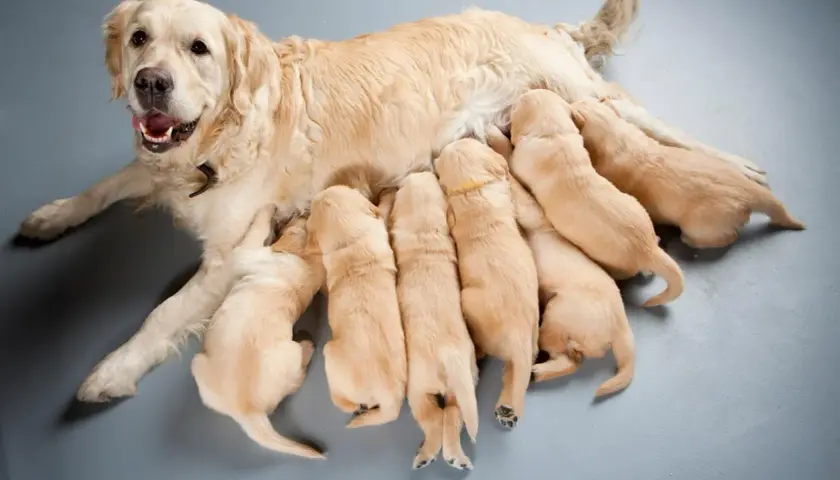 Szczenięta golden retriever piją mleko od mamy. To dowód, jak ważna jest karma dla suki karmiącej, by zapewnić im siłę i zdrowie.