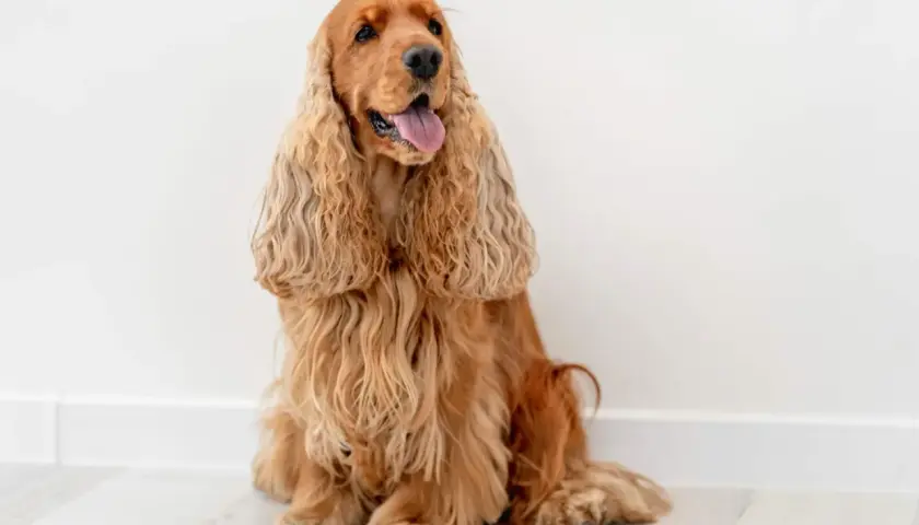 Uroczy, rudy cocker spaniel angielski o łagodnym spojrzeniu, idealnie oddający swój przyjazny charakter.