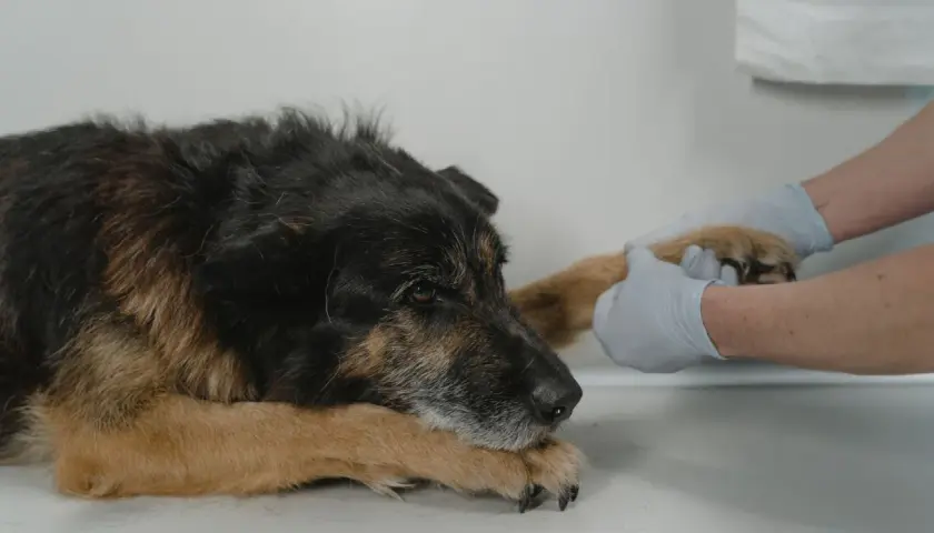 Starszy pies leży, a weterynarz w rękawiczkach delikatnie bada jego łapę. To ważny moment diagnostyczny, być może rezonans dla psa jest potrzebny.