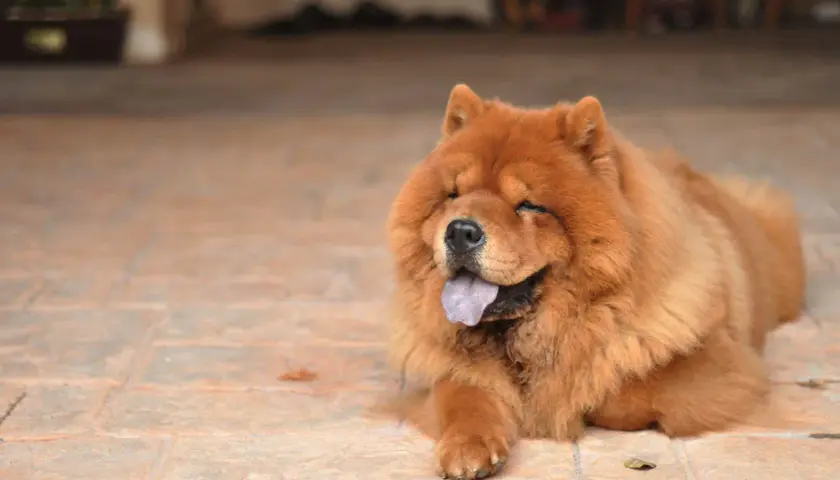 Puszysty chow chow czarny, z językiem na wierzchu, leży na płytkach, mrużąc oczy w słońcu.
