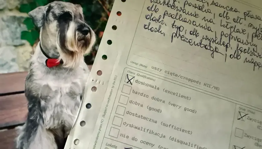 Na wystawie psów, obok uroczej miniaturki sznaucera, widać formularz oceny. Zaznaczono "dyskwalifikacja", co dyskwalifikuje psa na wystawie.