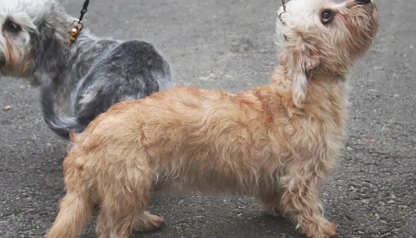 Uroczy piesek rasy dandie dinmont terrier o rudawym futrze, z zaciekawieniem spogląda w górę.
