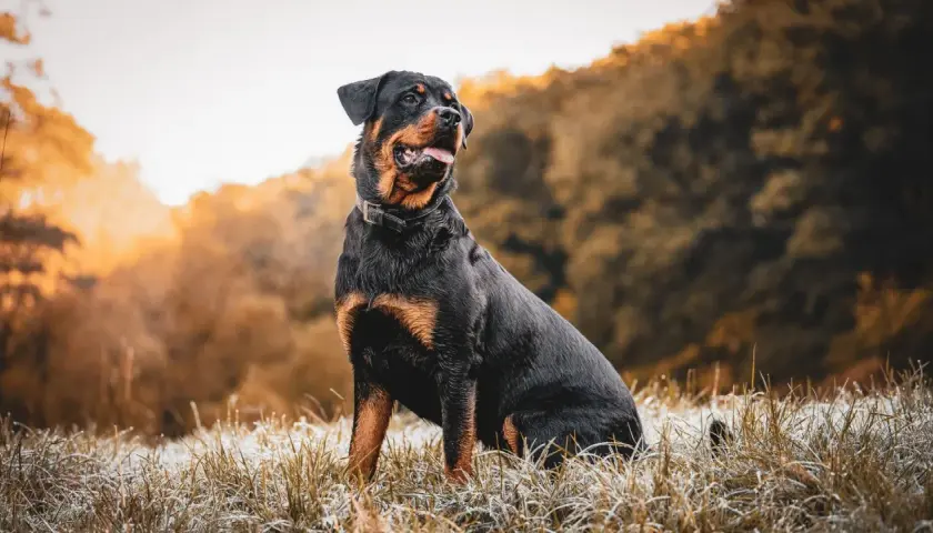 Potężny rottweiler siedzi na mroźnej trawie, emanując spokojem i siłą. Jego charakter to połączenie lojalności i odwagi.