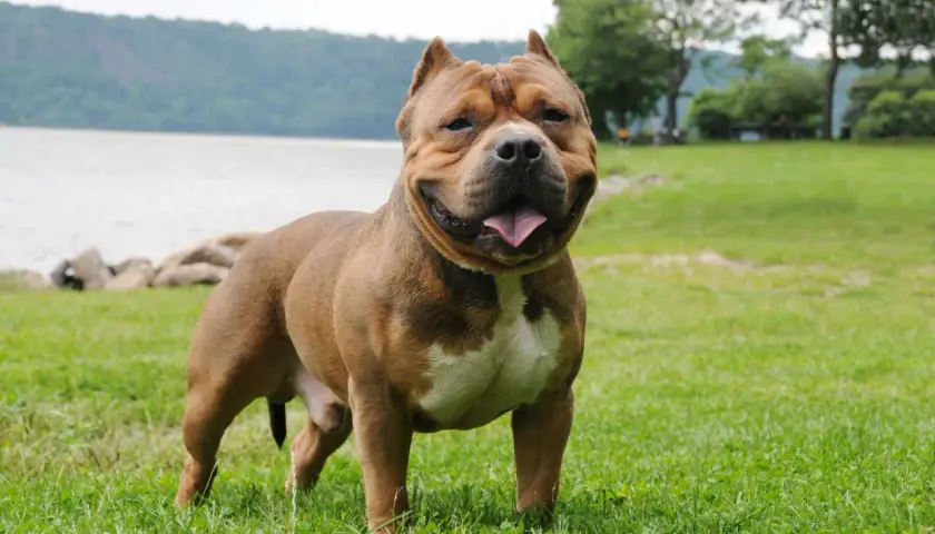 Potężny american bully standard, brązowy z białymi znaczeniami, stoi na trawie nad jeziorem.
