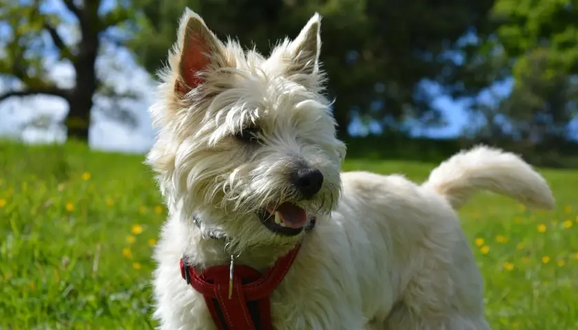 Wesoły cairn terrier w czerwonej obroży biega po zielonej łące pełnej żółtych kwiatków.