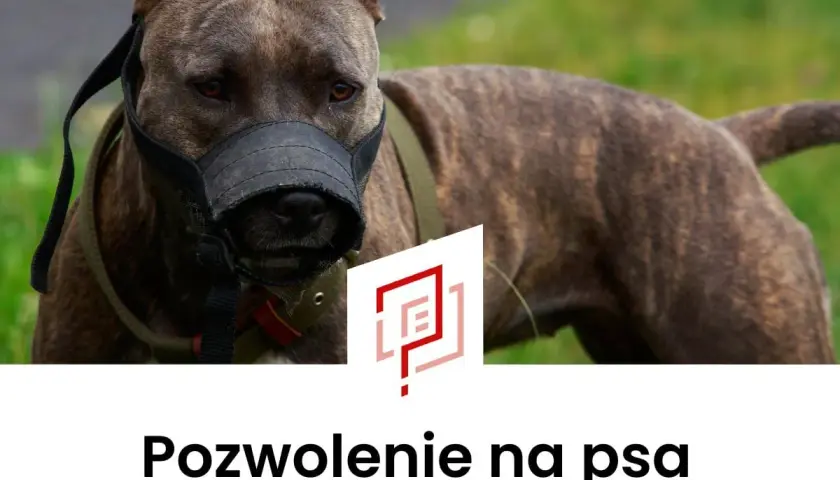 Pies rasy pitbull w kagańcu, z widocznym logo i napisem "Pozwolenie na psa".