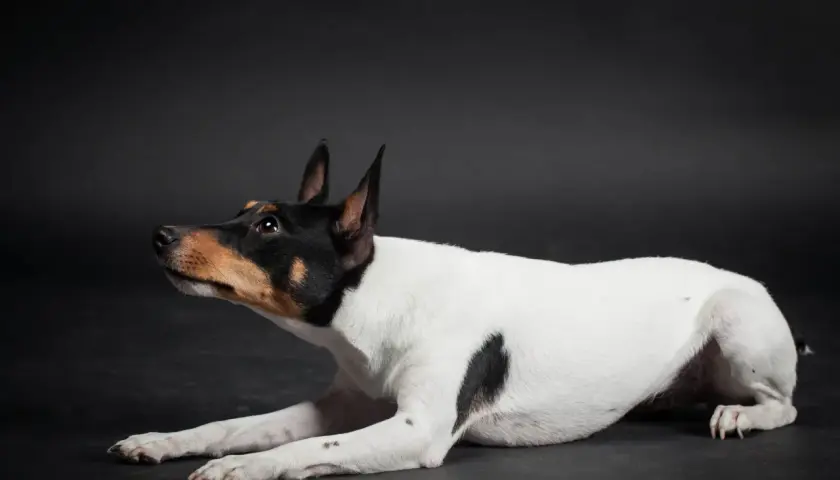 Czarno-biały toy fox terrier z brązowymi znaczeniami na głowie leży na ciemnym tle, czujnie patrząc w bok.