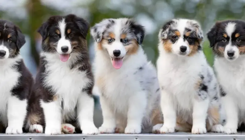 Pięć szczeniąt rasy Australian Shepherd siedzi obok siebie. Chcesz wiedzieć, jak założyć hodowlę psów w stowarzyszeniu?