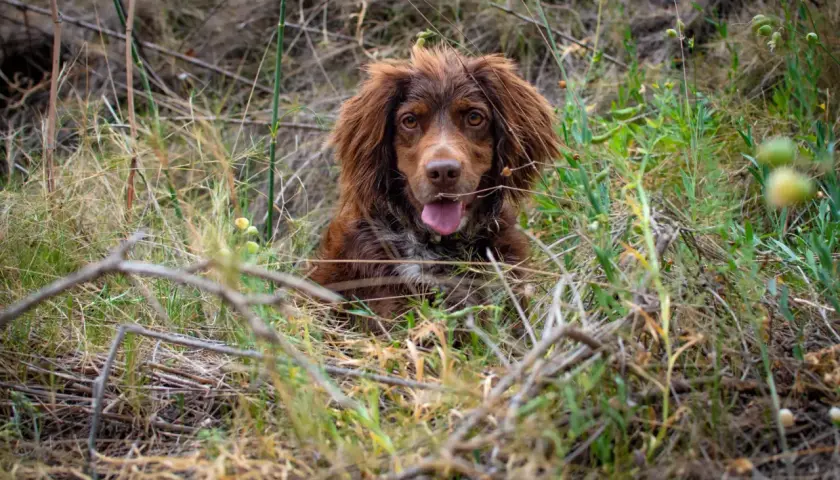 Uroczy spaniel polski z brązową sierścią siedzi w trawie, z językiem na wierzchu.