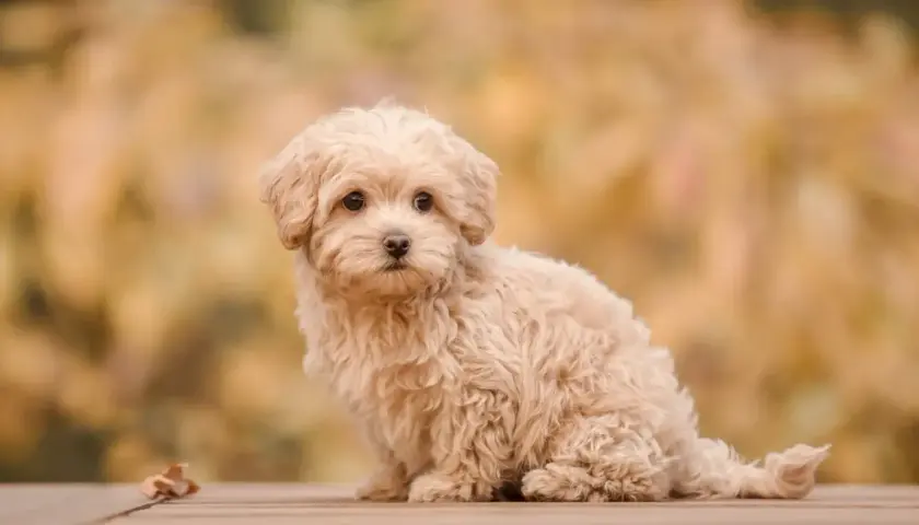 Uroczy szczeniak rasy maltipoo siedzi na drewnianym tarasie, otoczony jesiennymi liśćmi.