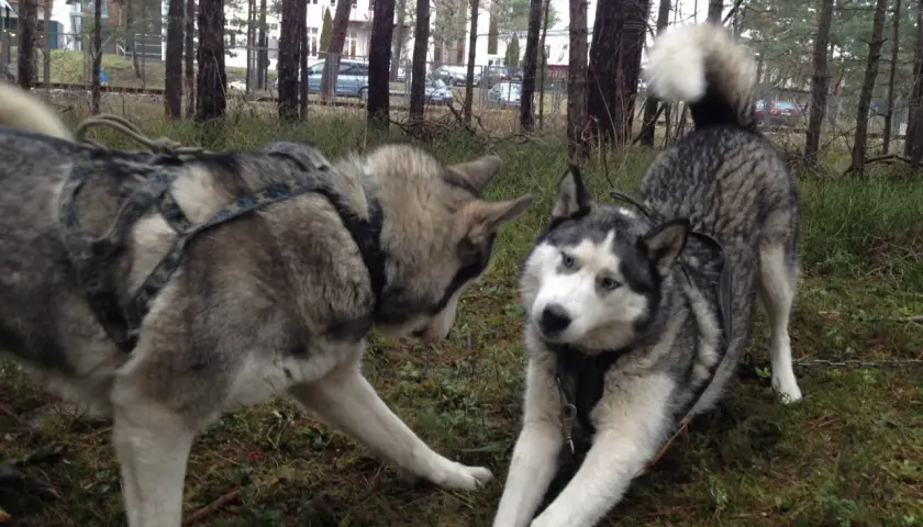 Dwa psy rasy husky malamut w uprzęży bawią się w lesie.