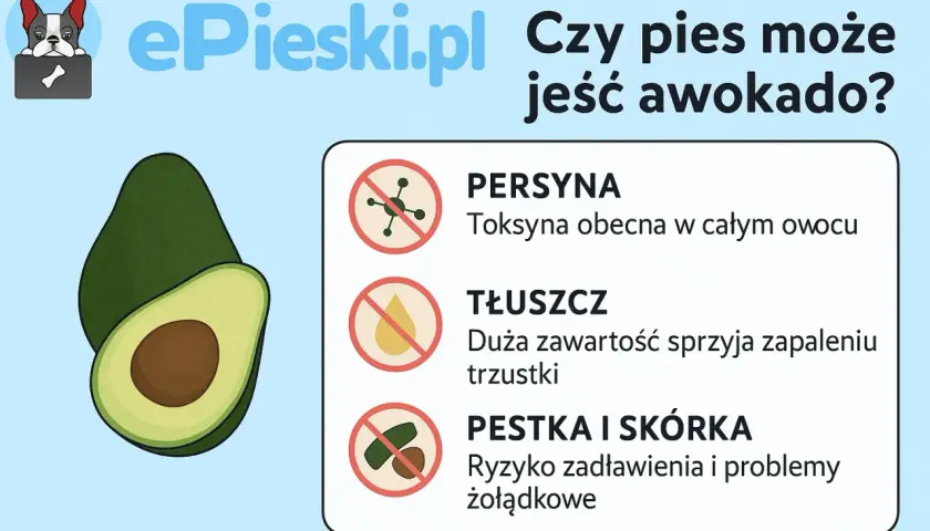 Czy pies może jeść awokado? Grafika pokazuje awokado i ostrzega przed persyną, tłuszczem i pestką/skórką.