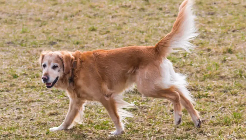 Złoty retriever z dysplazją porusza się po trawie, jego ogon uniesiony w górę.