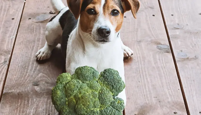 Jack Russell Terrier leży obok brokuła, zastanawiając się, czy pies może jeść brokuły.