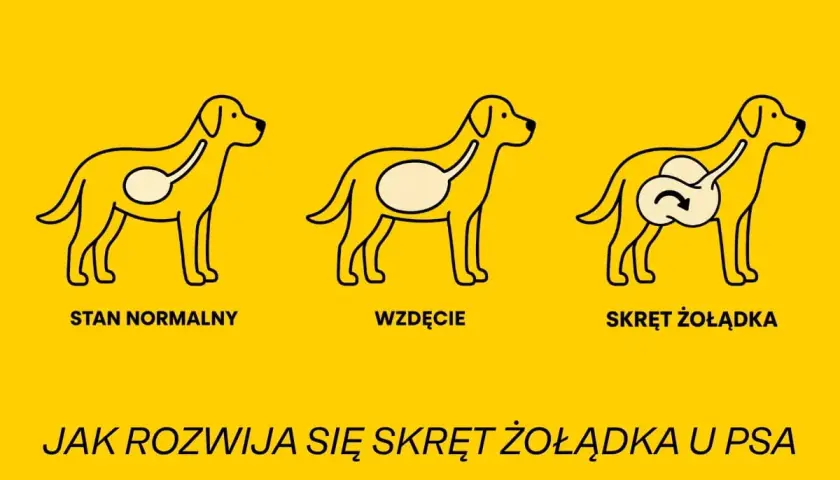 Ilustracja pokazuje trzy etapy rozwoju skrętu kiszek u psa: stan normalny, wzdęcie i skręt żołądka.