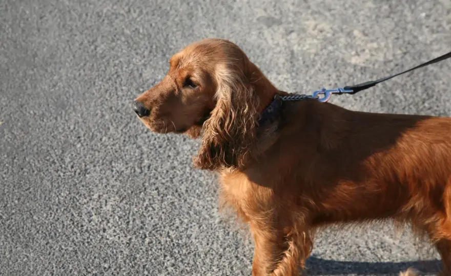 Sussex spaniel - jaki ma charakter i czy pasuje do Ciebie?