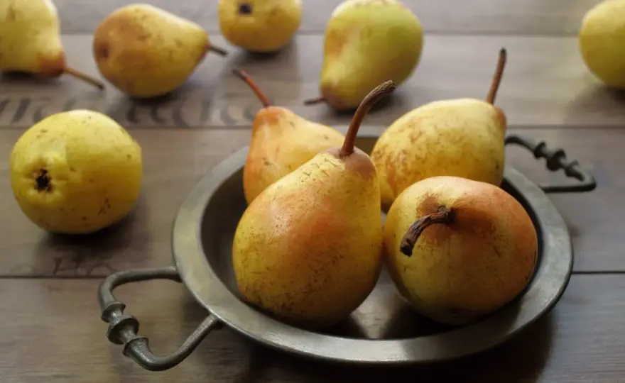 Czy pies może jeść gruszkę? Kiedy tak, a kiedy lepiej nie