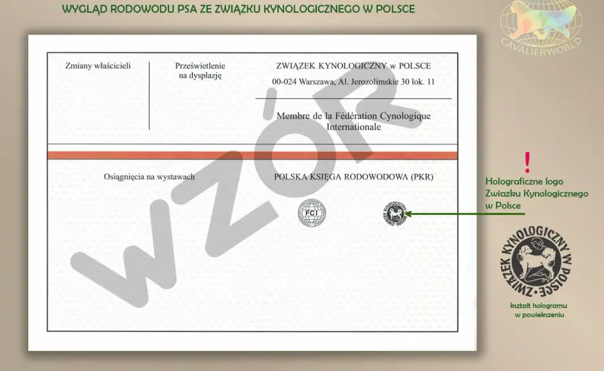 ZKwP, metryka i rodowód - co warto wiedzieć przed zakupem psa