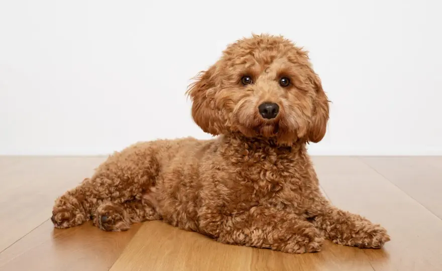 Cavapoo - co warto wiedzieć o wyglądzie, charakterze i cenie