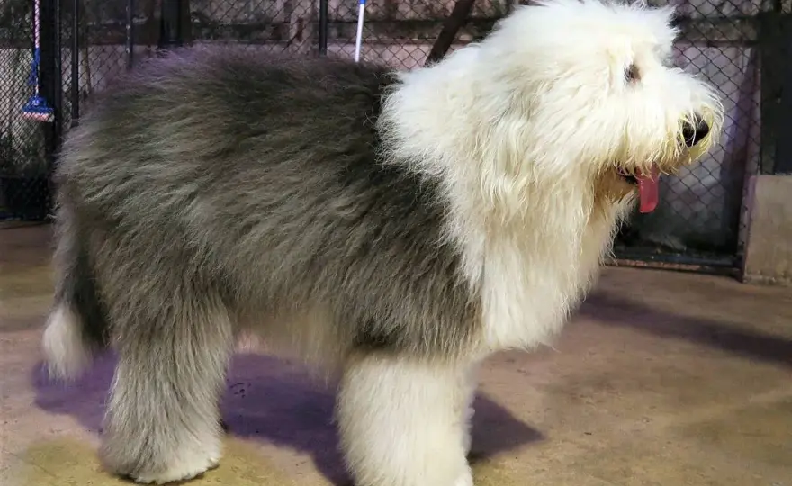 Owczarek staroangielski, czyli bobtail - charakter i pielęgnacja