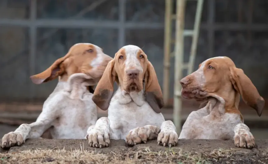 Bracco italiano - charakter, ruch i opieka nad wyżłem włoskim