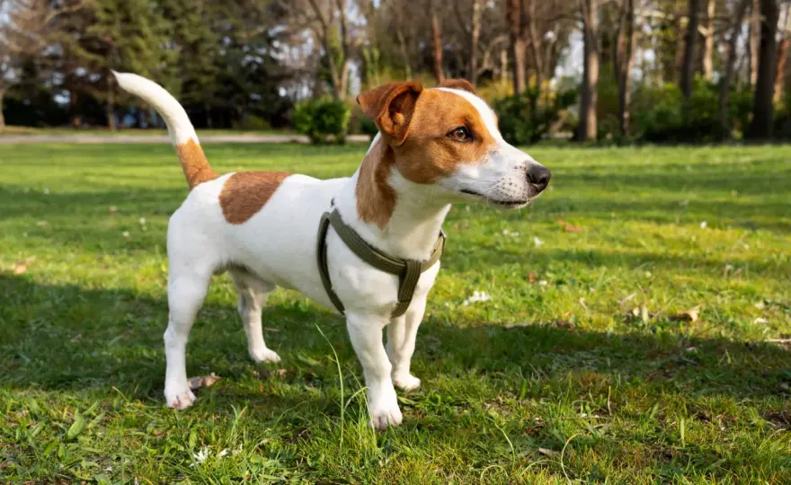 Jack Russell Terrier - czy to pies dla aktywnego opiekuna?