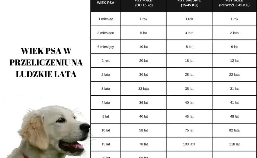 Wiek psa na ludzkie lata - kiedy naprawdę staje się seniorem?