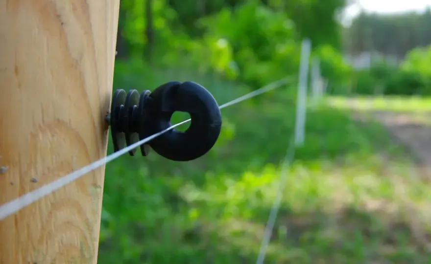 Pastuch elektryczny w Polsce - co wolno, a czego nie?