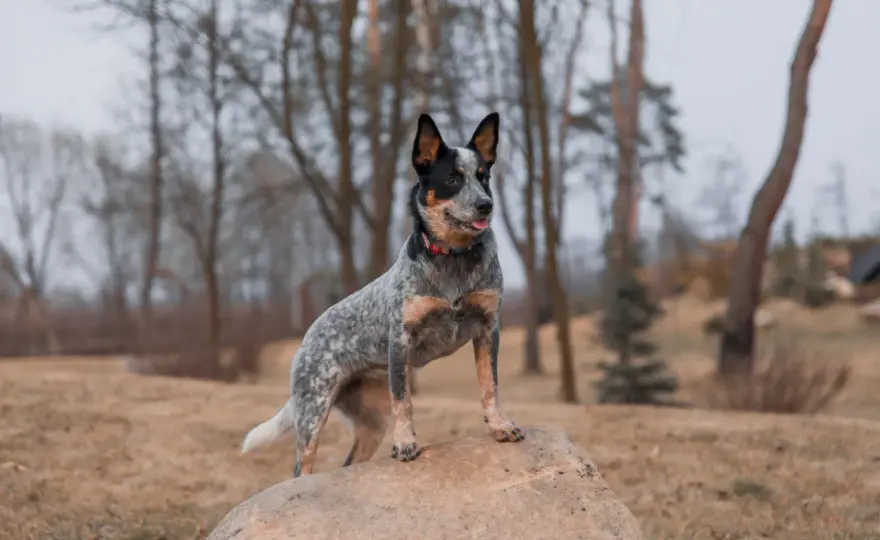 Australian cattle dog - pies dla aktywnych i konsekwentnych